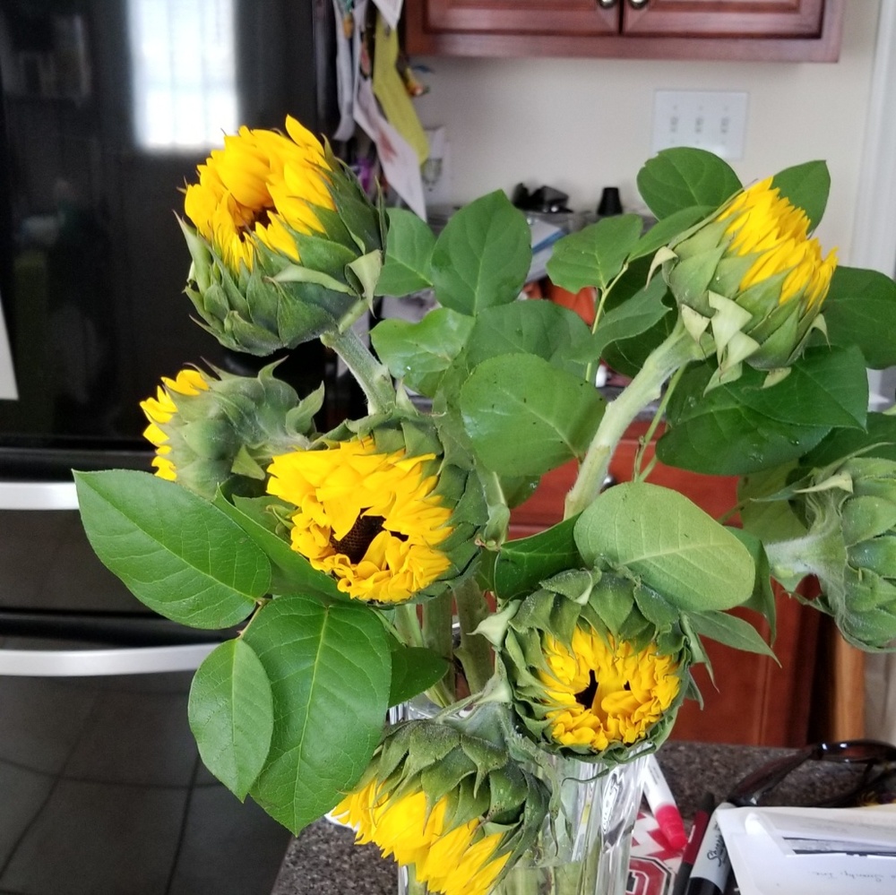 Meet your Posher, Mary